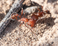Pogonomyrmex maricopa