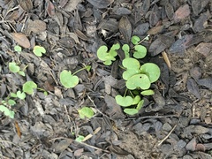 Dichondra carolinensis