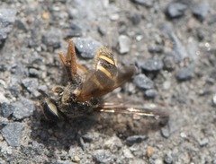 Sericomyia