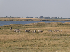 Equus quagga chapmani