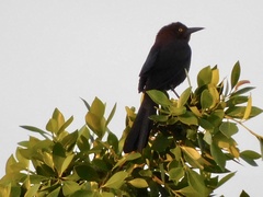 Quiscalus mexicanus
