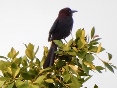Quiscalus mexicanus