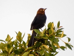 Quiscalus mexicanus