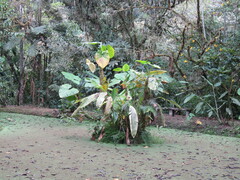 Alocasia macrorrhizos