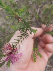Melaleuca wilsonii