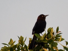 Quiscalus mexicanus