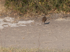 Pternistis adspersus