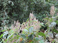 Miconia aeruginosa