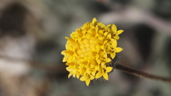 Trichoptilium incisum