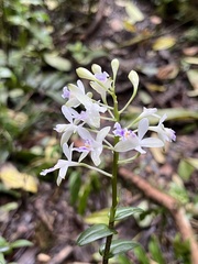 Epidendrum endresii