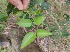 Jasminum simplicifolium