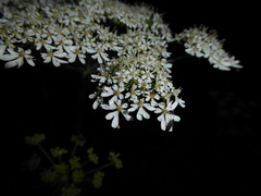 Grammoptera ruficornis