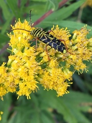 Megacyllene robiniae