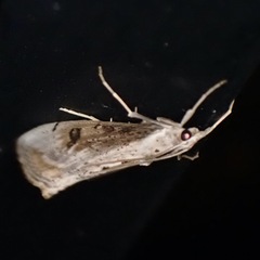 Evergestis isatidalis