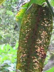 Niphidium crassifolium