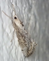 Evergestis isatidalis