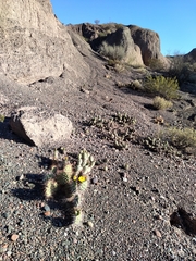 Opuntia sulphurea