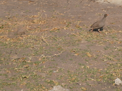 Pternistis adspersus