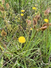 Burchardia umbellata