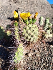 Opuntia sulphurea