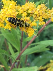 Megacyllene robiniae