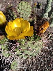 Opuntia sulphurea