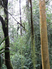 Cissus verticillata