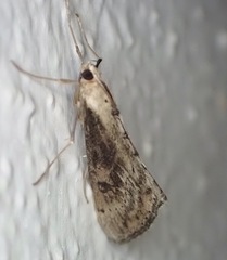 Evergestis isatidalis