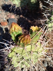 Opuntia sulphurea