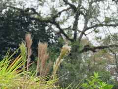 Cortaderia jubata