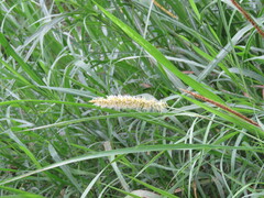 Cenchrus purpureus