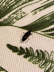 Pseudopachybrachius basalis