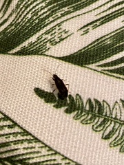 Pseudopachybrachius basalis