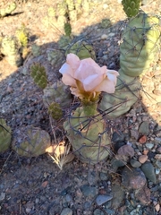 Tephrocactus aoracanthus