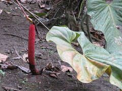 Anthurium clavigerum