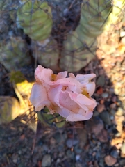Tephrocactus aoracanthus
