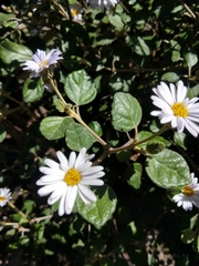 Olearia tomentosa