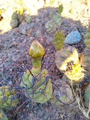 Tephrocactus aoracanthus