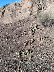 Tephrocactus aoracanthus