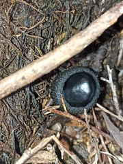 Plectania rhytidia