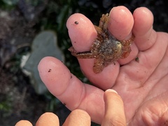 Enteroctopus dofleini