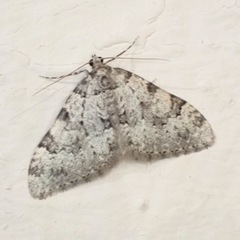 Nebula ibericata