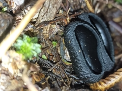 Plectania rhytidia