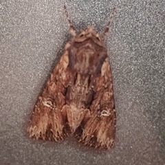 Mniotype occidentalis