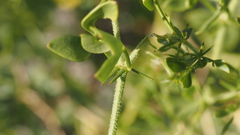 Fagonia pachyacantha