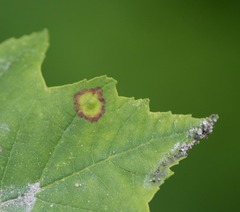 Acericecis ocellaris