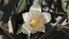 Mentzelia involucrata