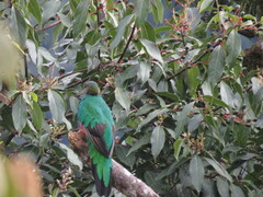 Pharomachrus auriceps