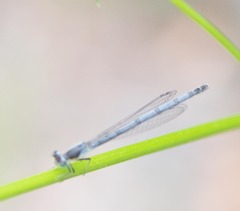 Ischnura verticalis