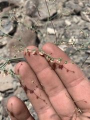Eriogonum hookeri